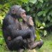 Chimp Busking 140409